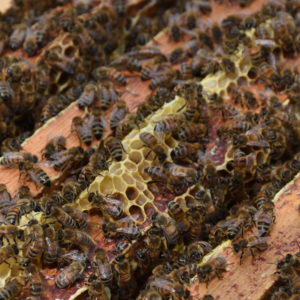 Miel de Toutes Fleurs 500 g En Vente Uniquement en Boutique